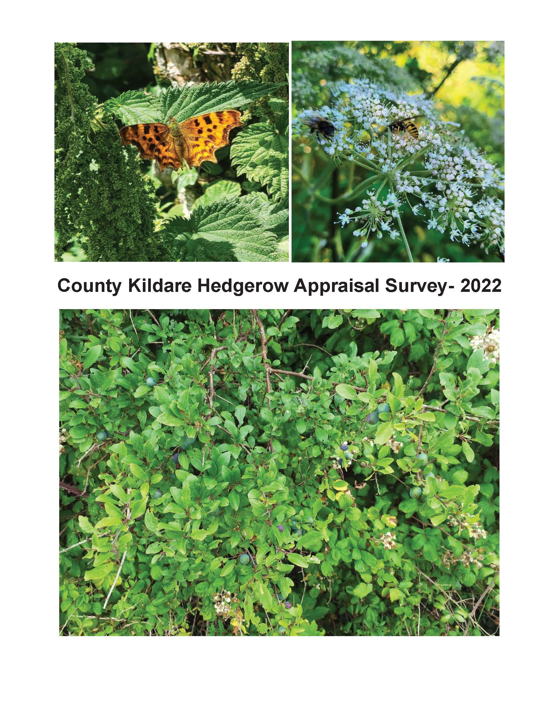 Image and link to County Kildare Hedgerow Appraisal Survey 2022